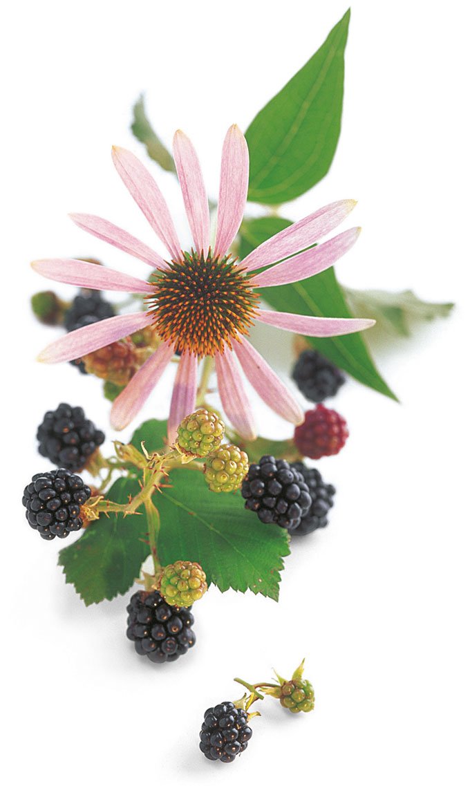 Echinacea & elderberry
