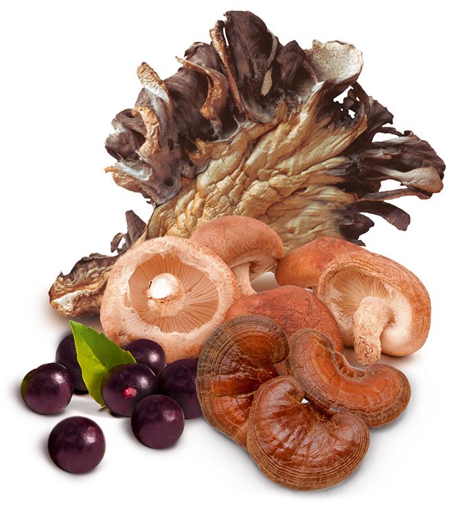 Maitake-Shiitake-Reishi-Acai