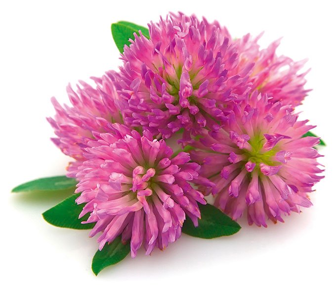 Red clover